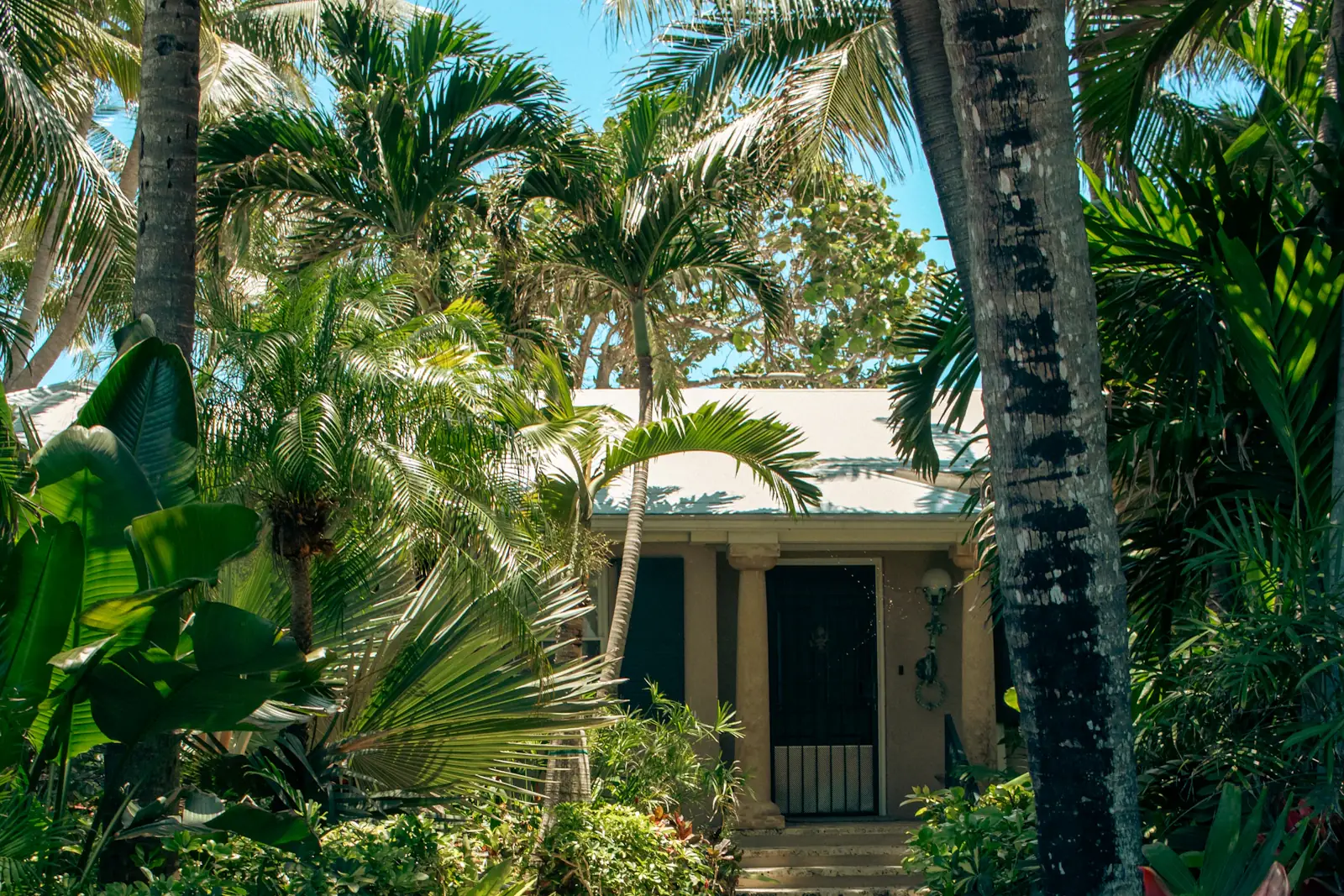 Palmiyelerle çevrili, Florida'da müstakil bir ev